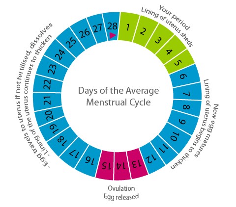 How To Calculate Menstrual Cycle New Health Advisor Menstrual Cycle 
